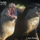 Illustration for article titled Monday Mustelid - Aonyx cinerea